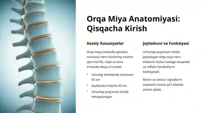 Orqa Miya Qon Tomirlari 2