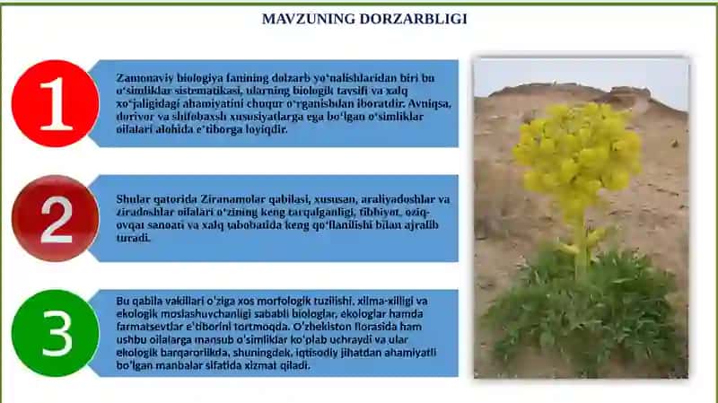 ZIRANAMOLAR QABILASI (ARALIYADOSHLAR, ZIRADOSHLAR) OILALARINING UMUMIY TASNIFI 2