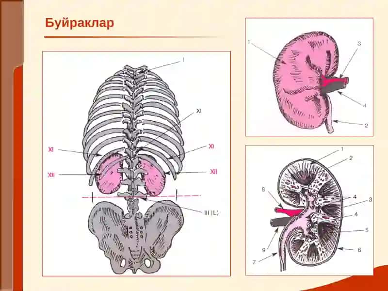 УРОЛОГИК КАСАЛЛИКЛАР БИЛАН КАСАЛЛАНГАН БЕМОРЛАРНИ ТЕКШИРИШ 2