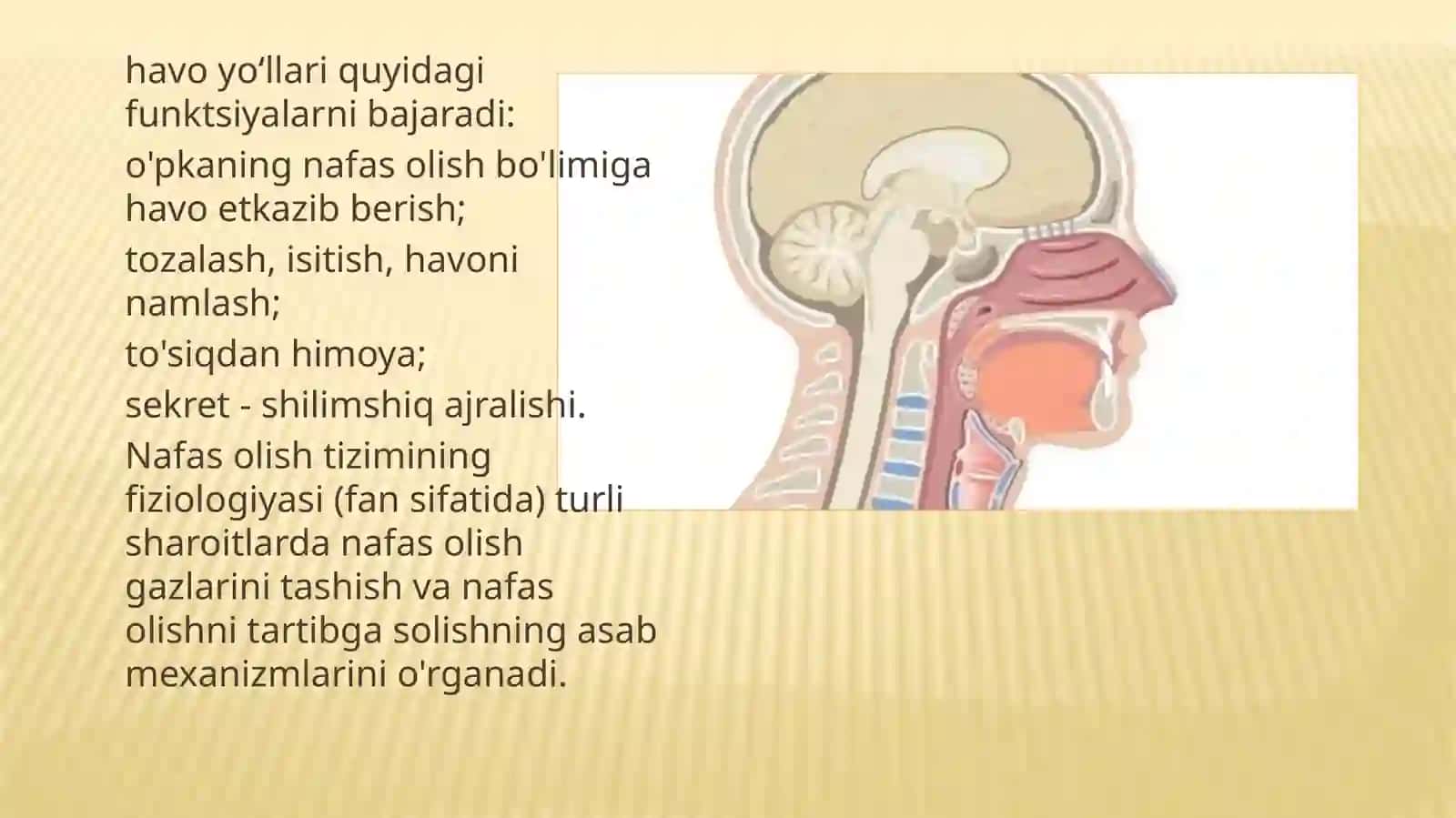 Yuqori nafas yoʻllari oʻtkazuvchanligini tibtiklash 2