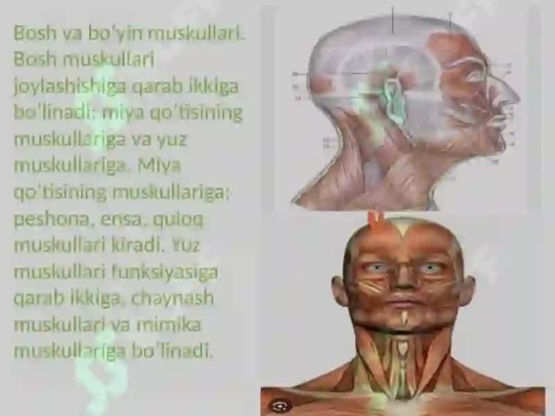 BOSH MUSKULLARI 2
