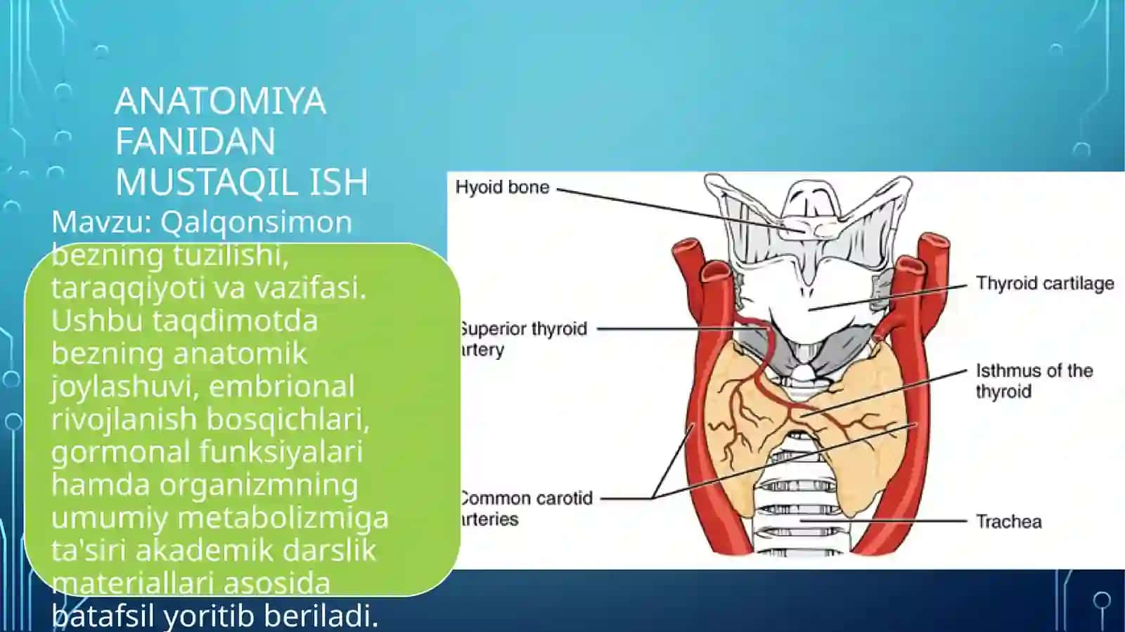 Qalqonsimon bezning tuzilishi, taraqqiyoti va vazifasi?anatomiya 2