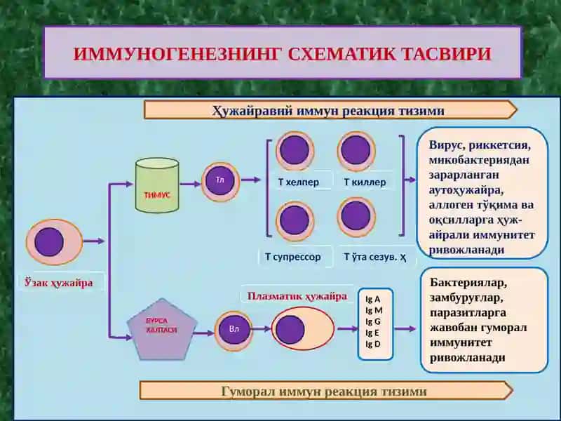ИММУНОПАТОЛОГИК ЖАРАЁНЛАР ХАКИДА ТУШУНЧА 2