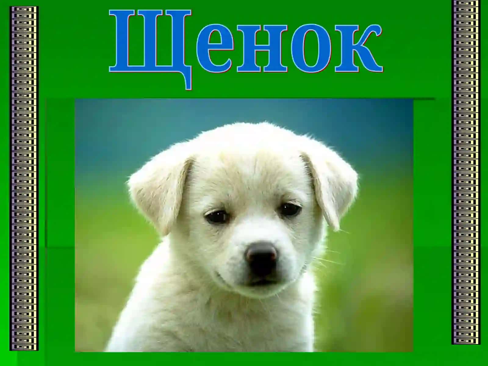 Корова 2