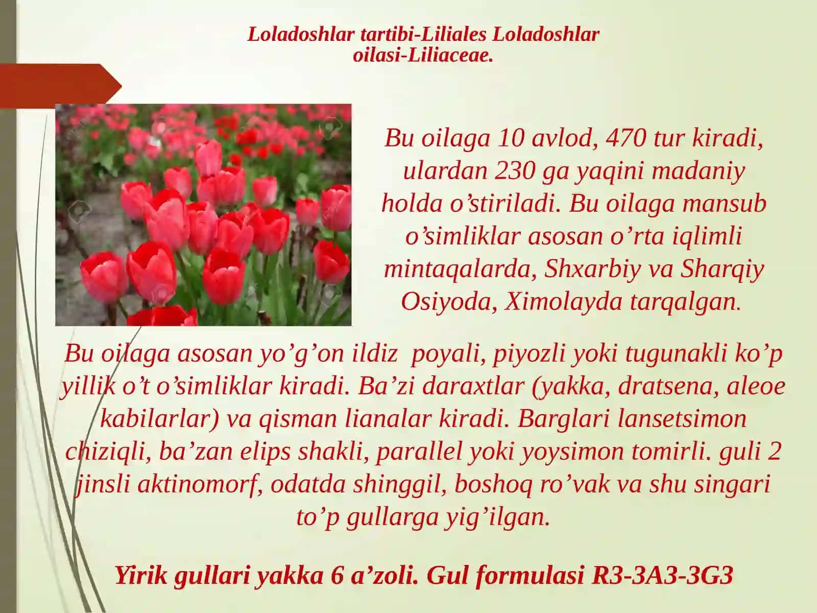 Loladoshlar – Liliaceae oilasi. Piyozdoshlar  – Alliaceae oilasi (Turlari). 2