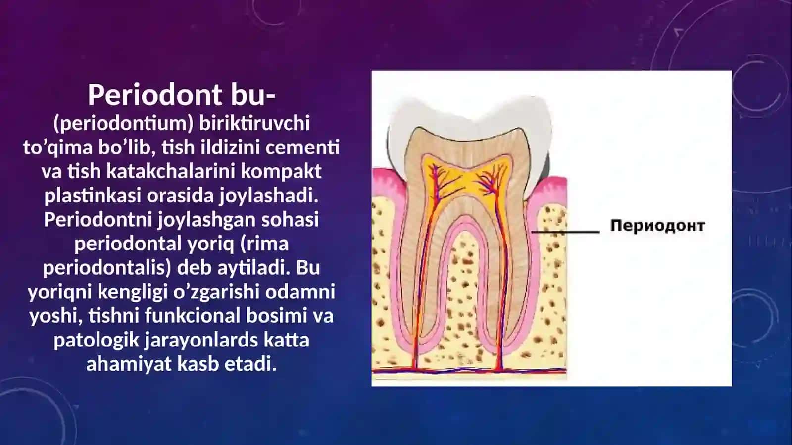 Periodontning gistologik tuzilishi 2