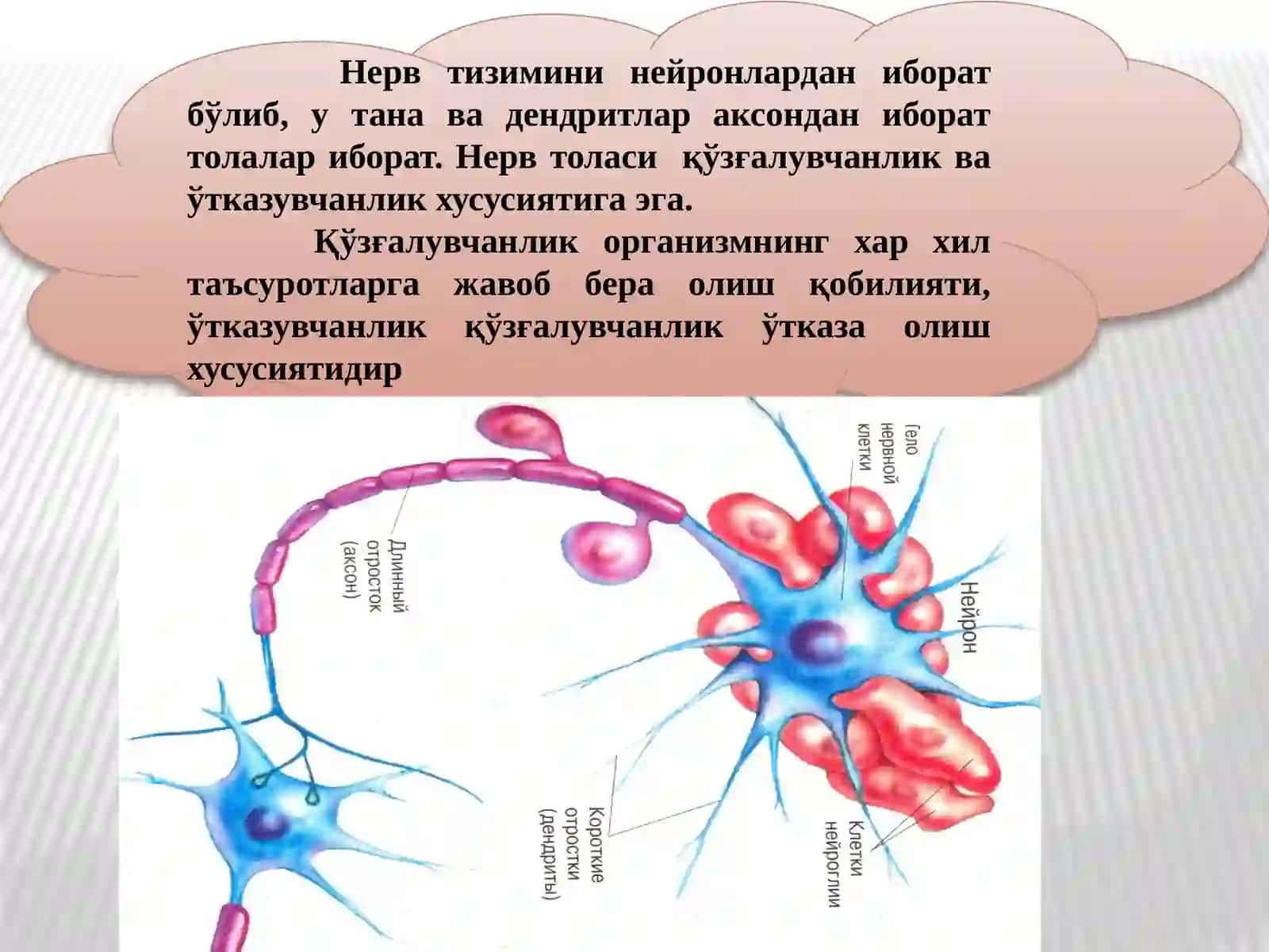 НЕРВ СИСТЕМАСИНИНГ ФИЗИОЛОГИЯСИ ВА ОЛИЙ НЕРВ ФАОЛИЯТИНИНЁШ ХУСУСИЯТЛАРИ 2