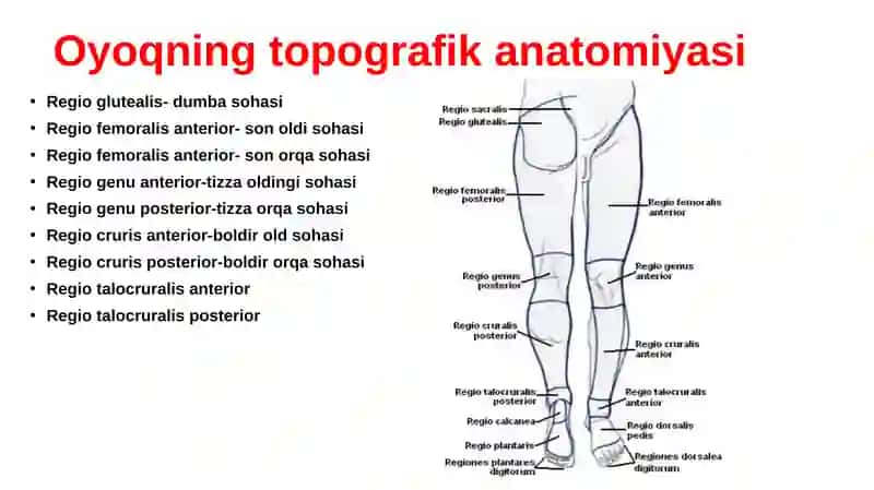 Oyoqning Topografik Anatomiyasi 2