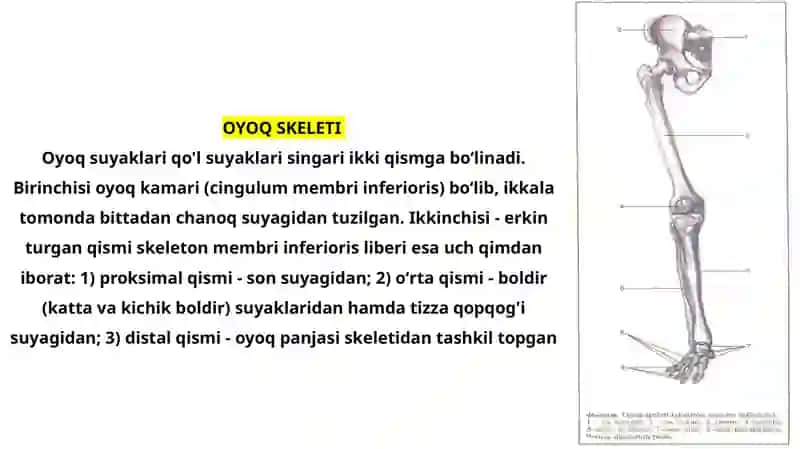 Chanoq kamari va Oyoqning erkin suyaklari 2