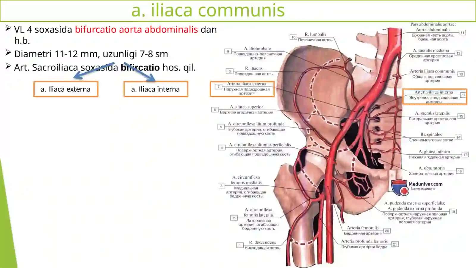 Ichki va tashqi yonbosh arteriyalari. Son arteriyasi.Boldir arteriyalari. Oyoq panja arteriyalari 2