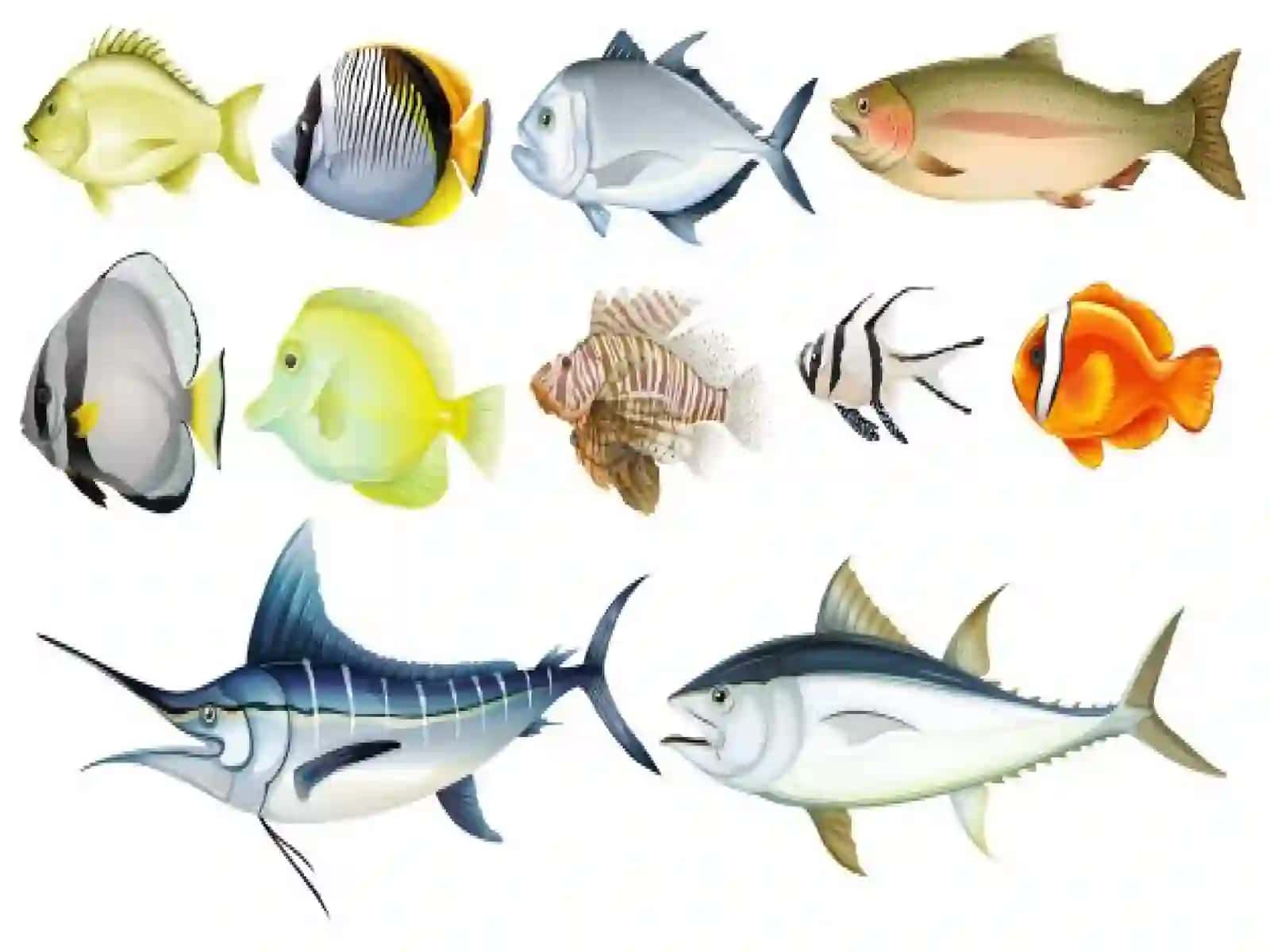 7-sinf Zoologiya 'Suyakli baliqlar sinfi asosiy sistematik guruhlari va ahamiyati' ko'rgazma 2