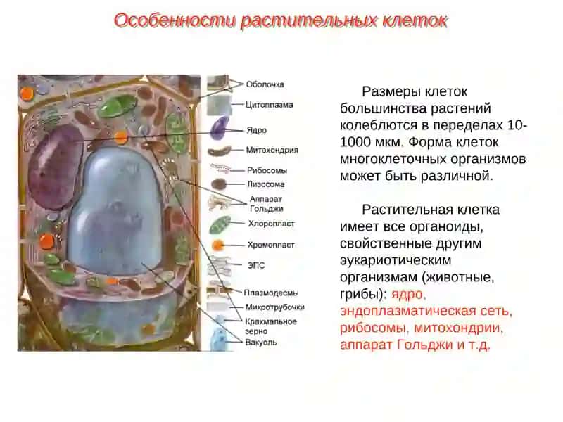 Особенности строения растительных клеток 2