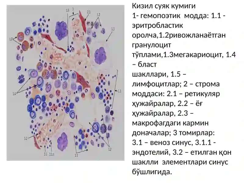 Qon yaratuvchi va immun-himoya azolari 2