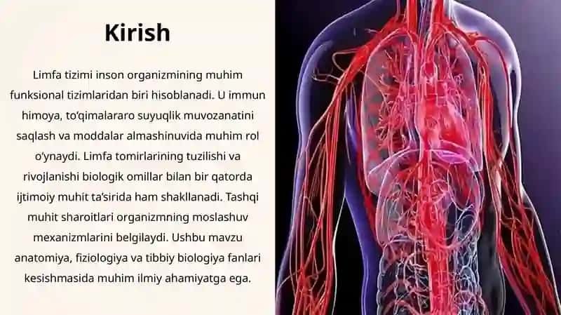 Limfa Tomirlarining Taraqqiyotiga va Tuzilishiga Ijtimoiy va Biologik Muhitlarning Ta'siri 2