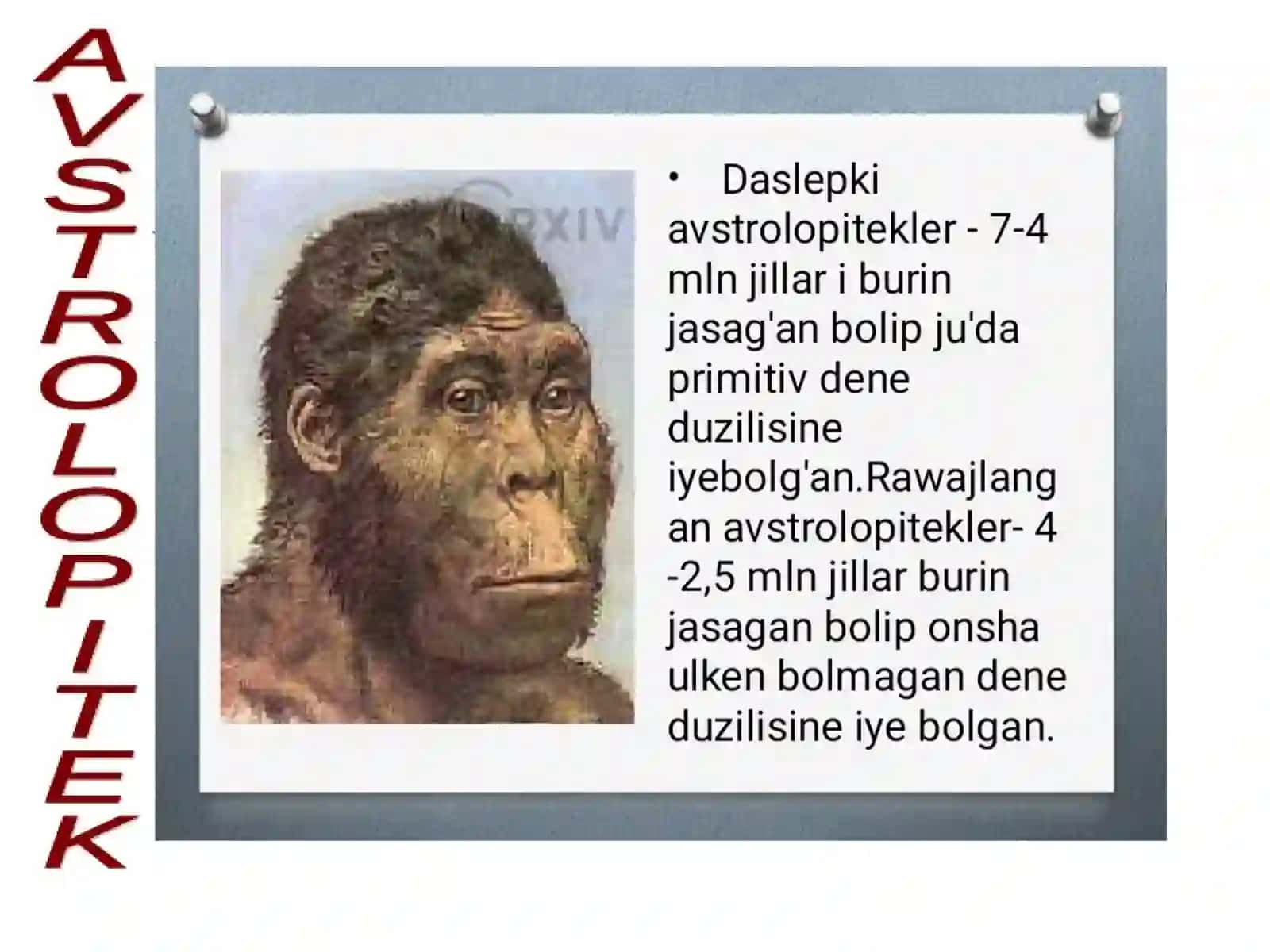 Avstrolopitekler ha'm olardin' turmis ta'rzi 2