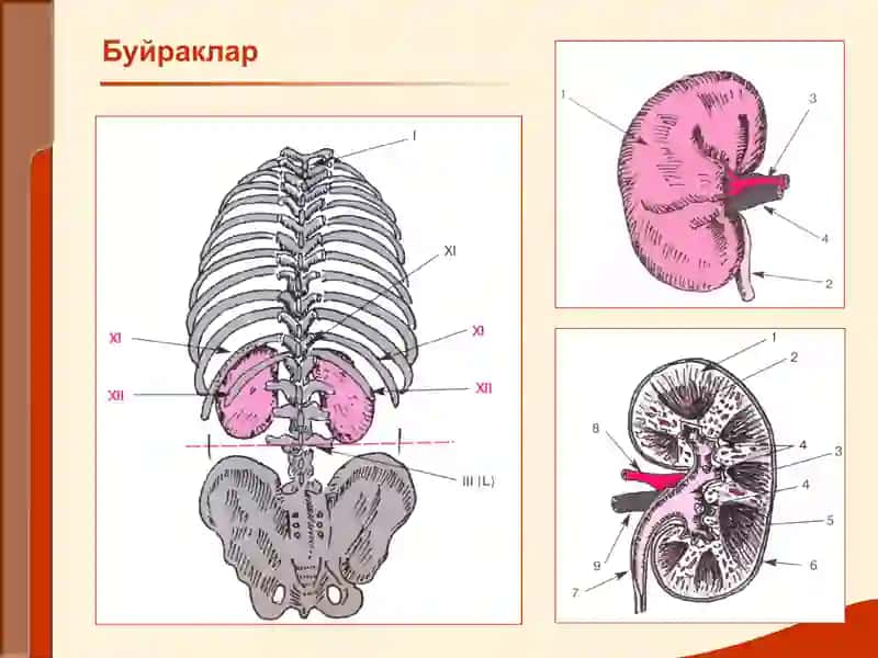 Буйрак Касалликлари Билан Касалланган Беморларни Текшириш 2