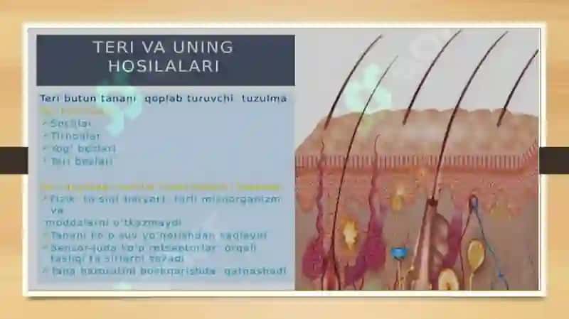 Teri regeneratsiyasi va transplantatsiyasi. Nazariy va klinik ahamiyati. Havo-qon to’sig’ining tuzilishi, vazifalari va patologiyasi. Atsinusning gistafiziologiyasi. O’pkaning regeneratsiyasi va transplantatsiyasi 2