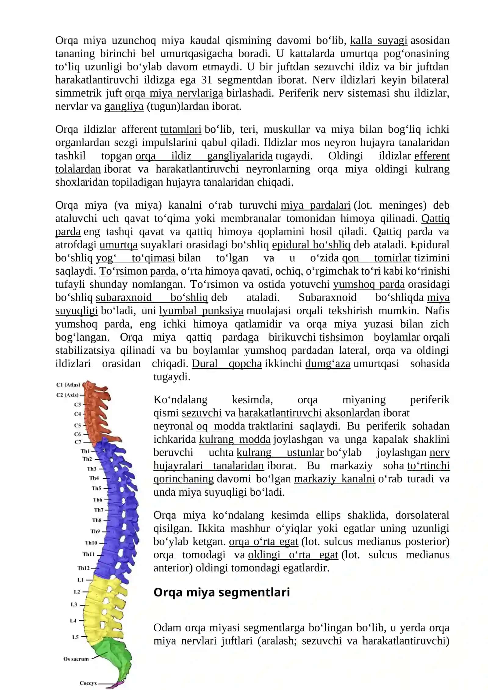 Orqa miyaanatomiyasi, fiziologiyasi 2