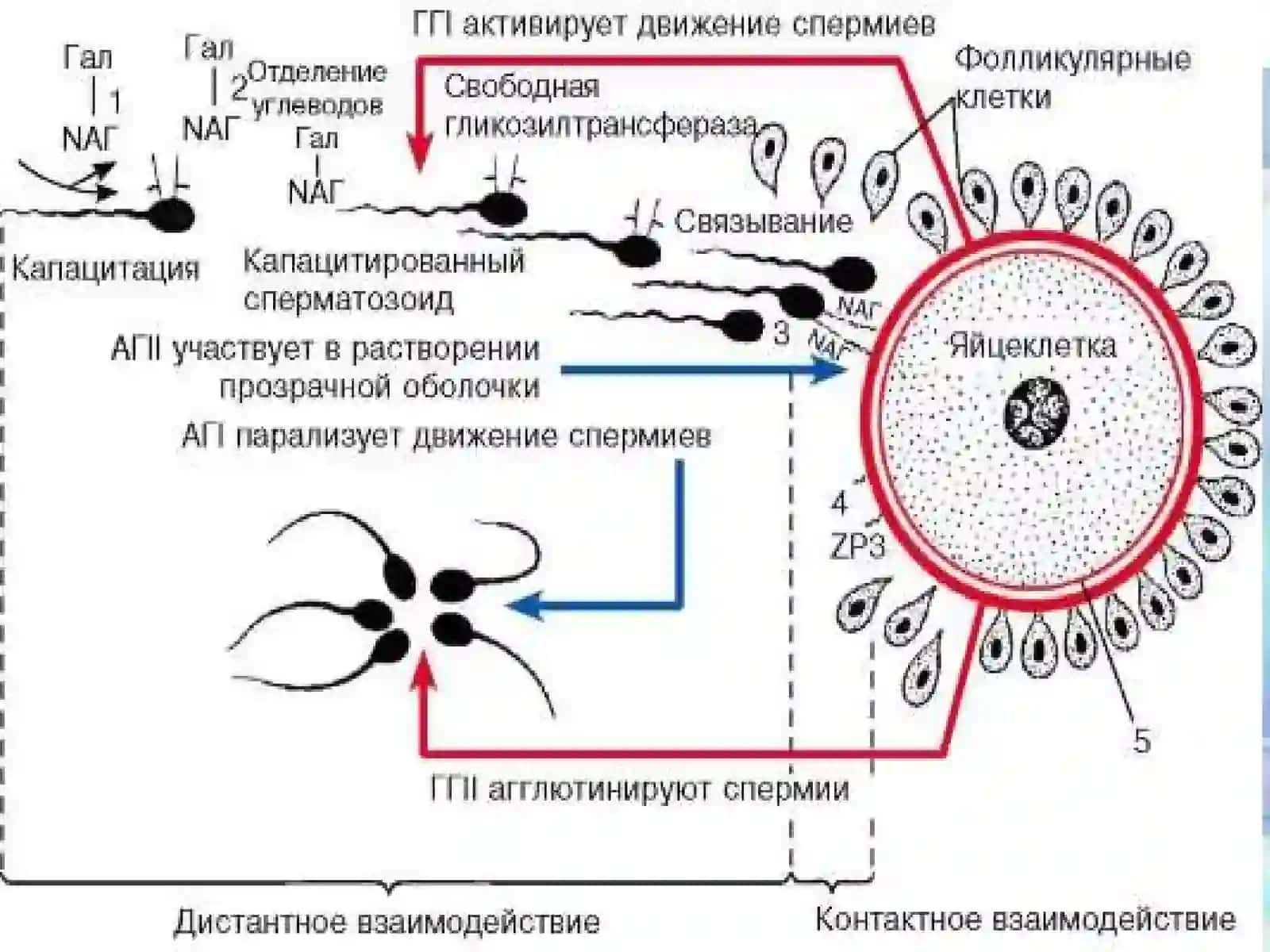 ОДАМ ЭМБРИОЛОГИЯСИ АСОСЛАРИ 2
