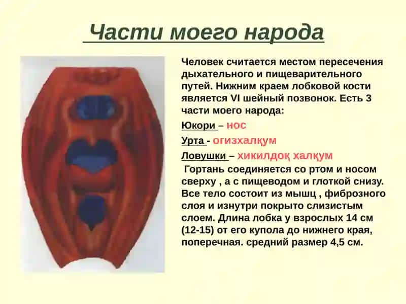 гортань и ее органы 2
