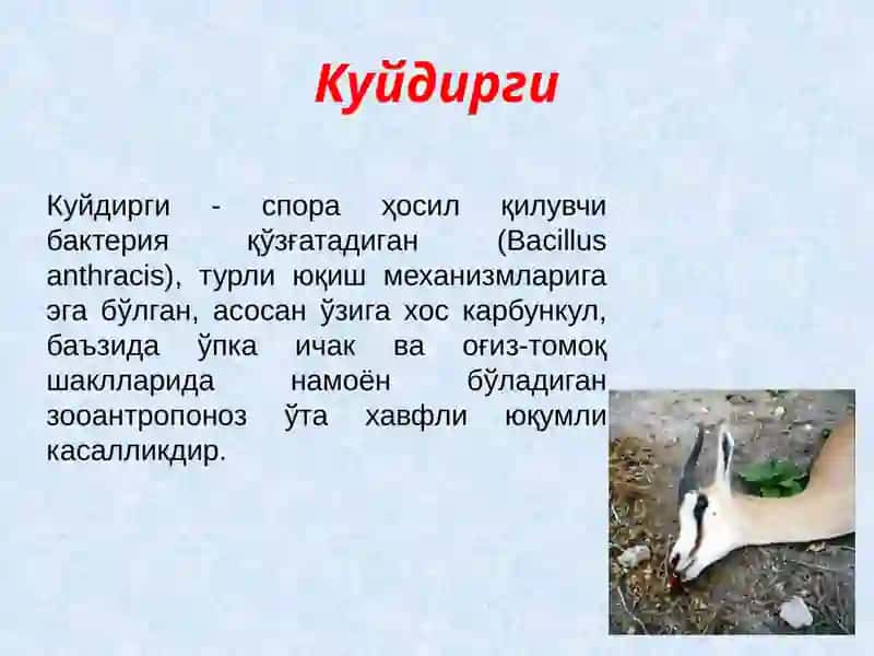 Куйдирги(Anthrax) 2