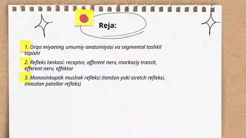 Orqa miyaning reflektor va oʻtkazuvchi yoʻllari 2