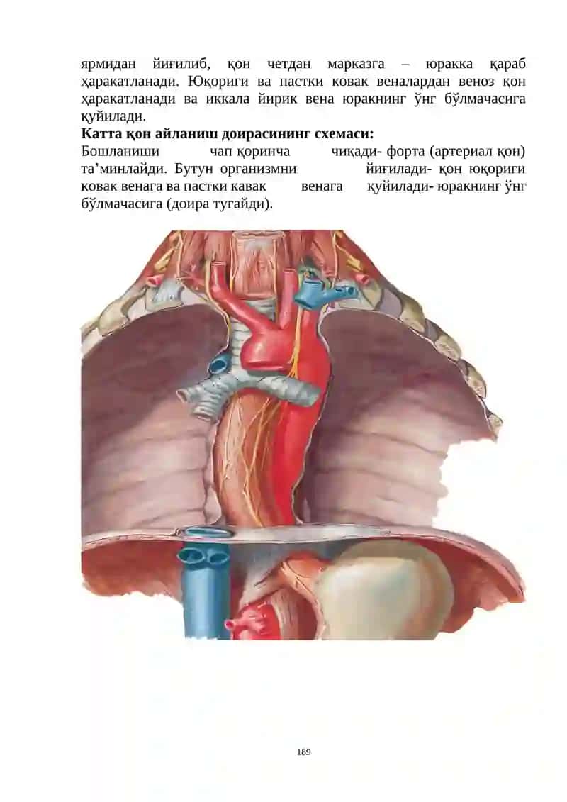 КАТТА ҚОН АЙЛАНИШ ДОИРАСИНИНГ ТОМИРЛАРИ 2