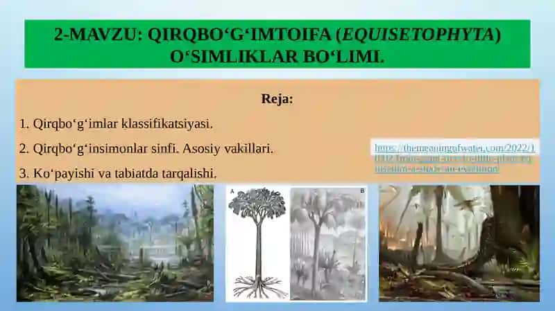 QIRQBO‘G‘IMTOIFA (EQUISETOPHYTA) O‘SIMLIKLAR BO‘LIMI 2