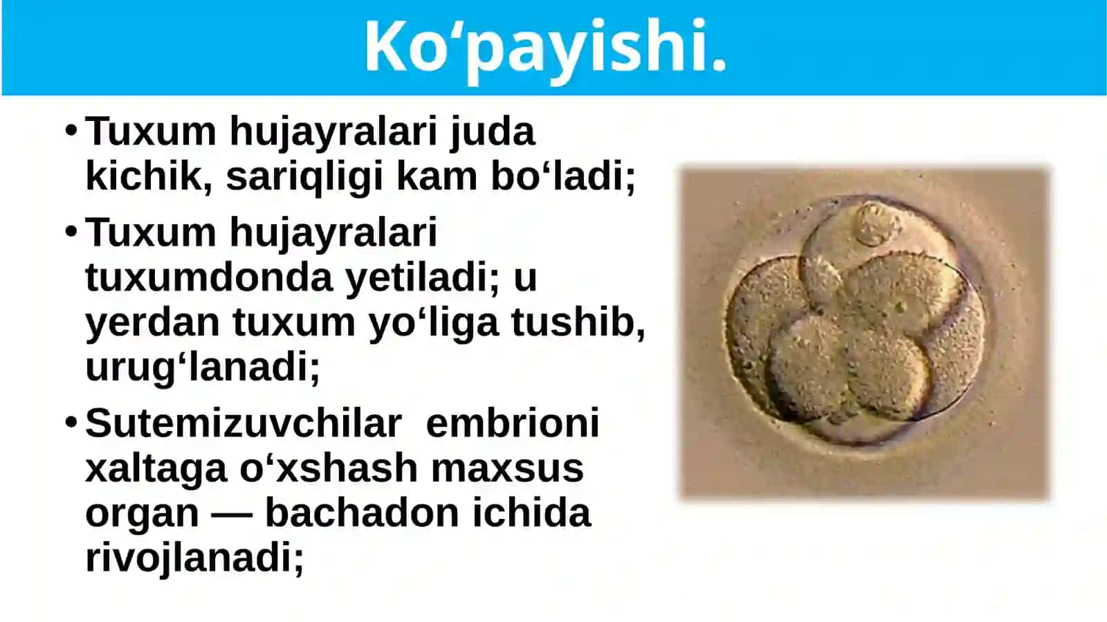 Sutemizuvchilarning ko‘payishi, rivojlanishi va kelib chiqishi 2