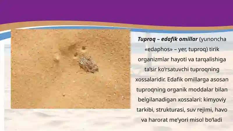 Tuproq va topografik omillar 2