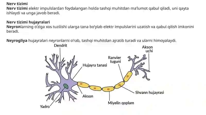 Endokrin va nerv tizimlarining o‘zarobogʻliqliği va uning ontogenez(shaxsirovojlanishi)davomida o‘zgarishi 2