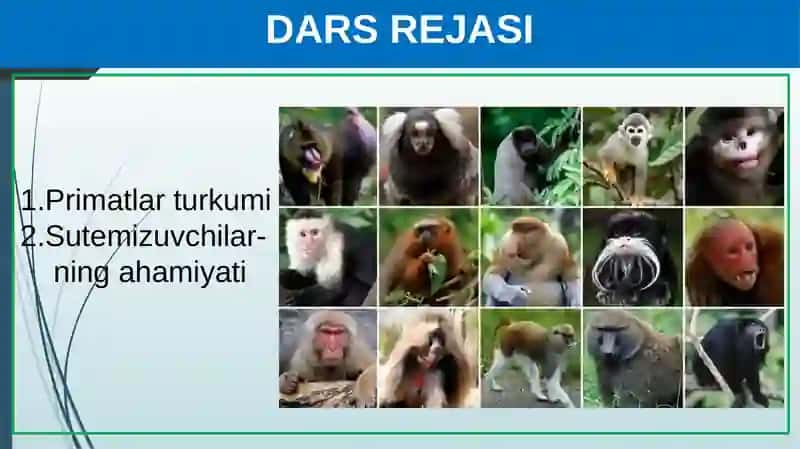 Primatlarturkumi 2