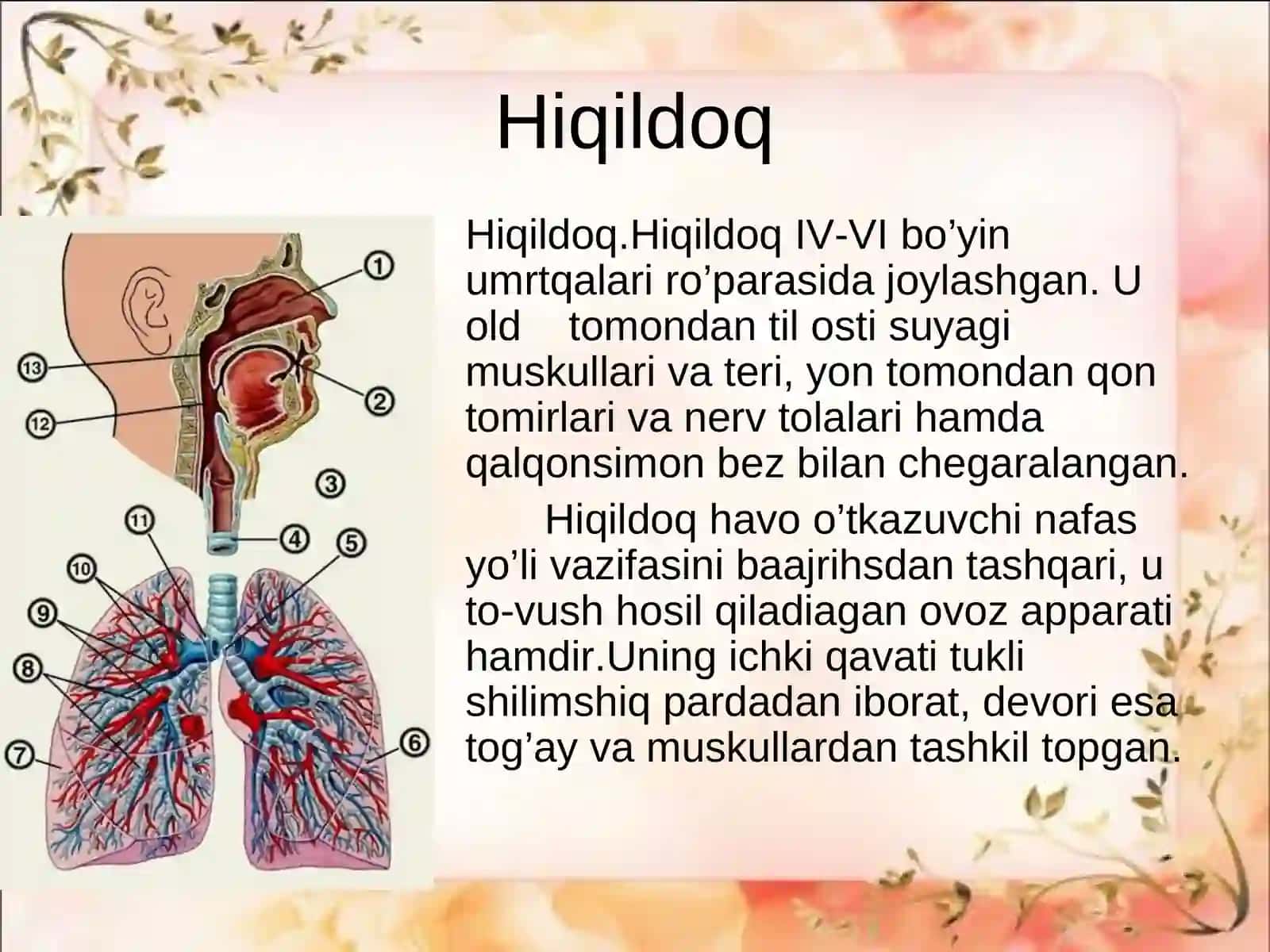 Hiqildoqning tuzilishi 2