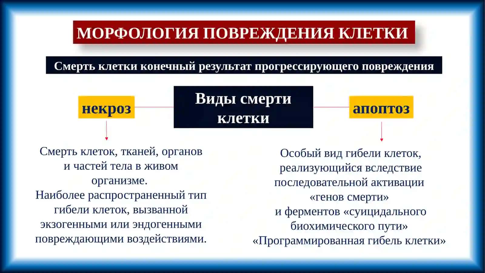 НЕКРОЗ. АПОПТОЗ. КЛИНИКО-АНАТОМИЧЕСКИЕ ФОРМЫ. СМЕРТЬ. ПРИЗНАКИ СМЕРТИ. ХАРАКТЕРНЫЕ ОСОБЕННОСТИ У ДЕТЕЙ 2