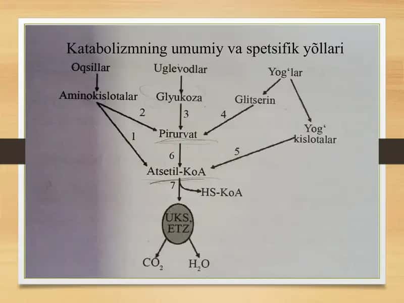 Limon kislota sikli 2