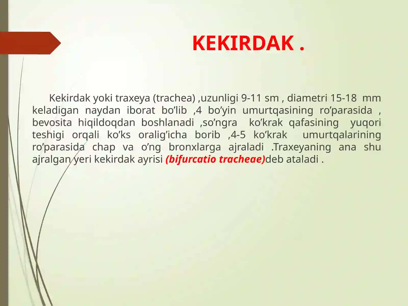 KEKIRDAK. BRONXLAR VA O'PKA 2