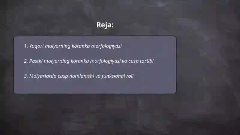 Doimiy tishlivda chaynov tishlarining tuzilishi 2