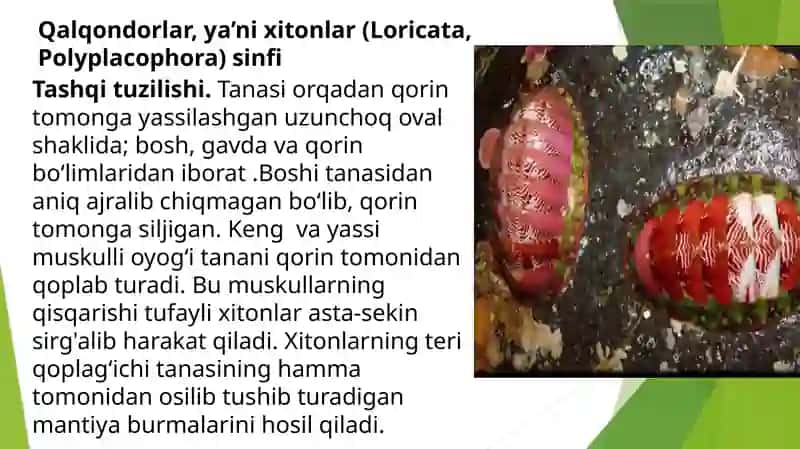 Qalqondorlaryaʼnixitonlar(Loricata,Polyplacophora) sinfi 2
