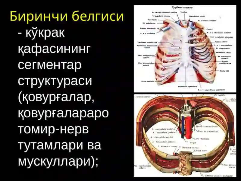 Ko‘kraksohasining topografik anatomiyasi va operativ xirurgiyasi 2