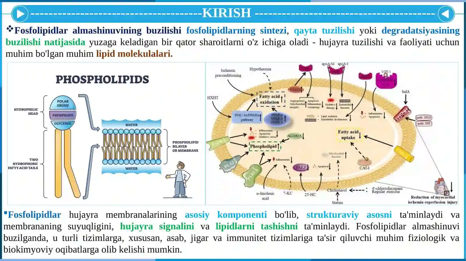 FOSFOLIPIDLAR ALMASHINUVI BUZULISHI 2