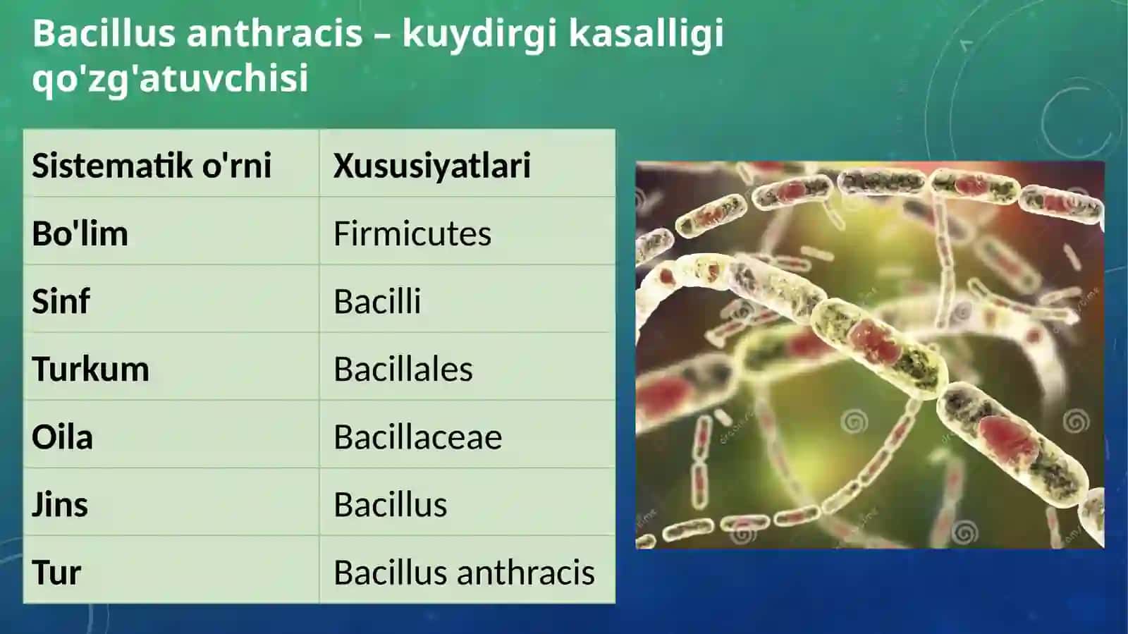 O'TA XAVFLI INFEKSIYALAR: KUYDIRGI VA BRUTSELLYOZ QO'ZG'ATUVCHILARINI TASNIFI VA LABORATORIYA TASHXISI 2