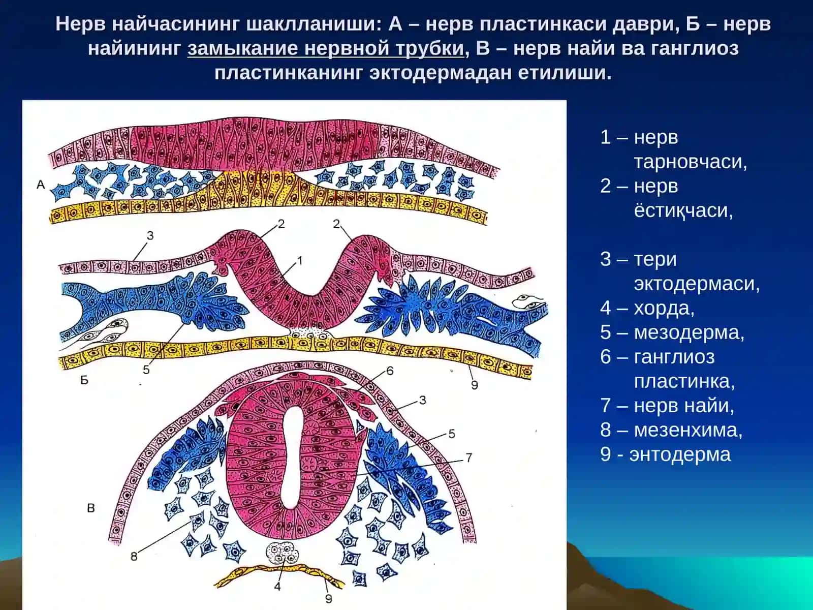 Гистология кафедраси 2