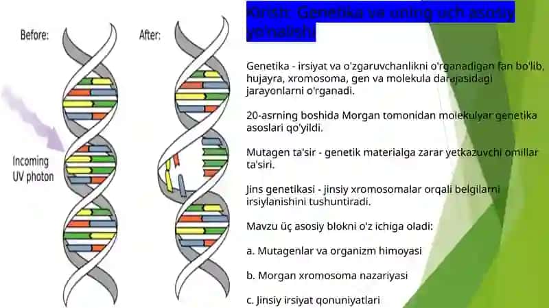 Organizmning mutagen ta'siriga chidamliligi. Tomas Morganning xromasoma nazariyasi. Jins genetikasi 2