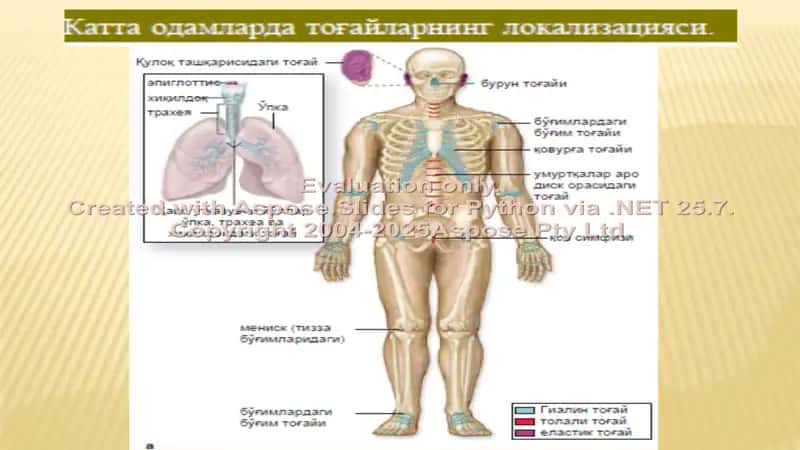 To‘gay va suyaqning taraqqiyoti 2
