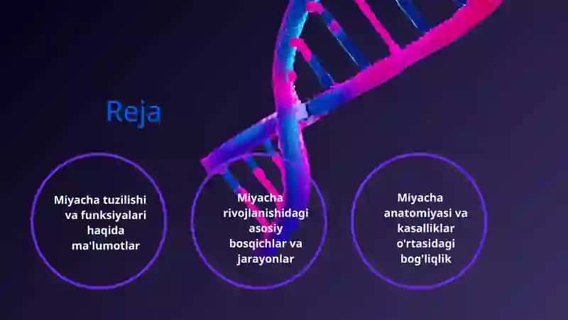 Miyacha rivojlanish anatomiyasi 2