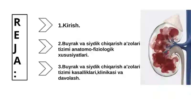 Chaqaloqlarda buyrak va siydik ajratish aʼzolari tizimini anatomo- fiziologik xususiyatlari va uning kasalliklari 2
