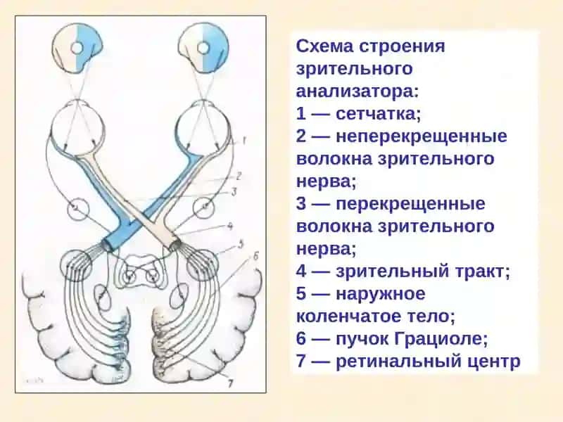 Заболевания зрительного нерва 2