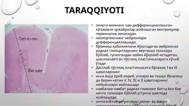 bosh miya po'stlog'i gistologiyasi 2