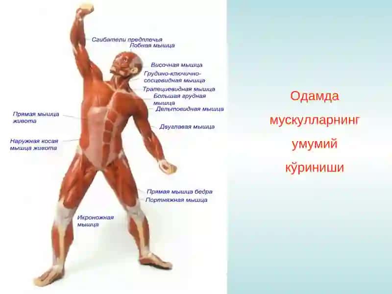 МУСКУЛТИЗИМИНИНГУМУМИЙ ФИЗИОЛОГИЯСИ 2