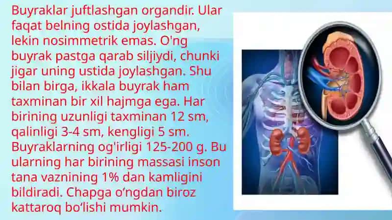 Bolalar buyraklari anatomik xususiyatlari 2
